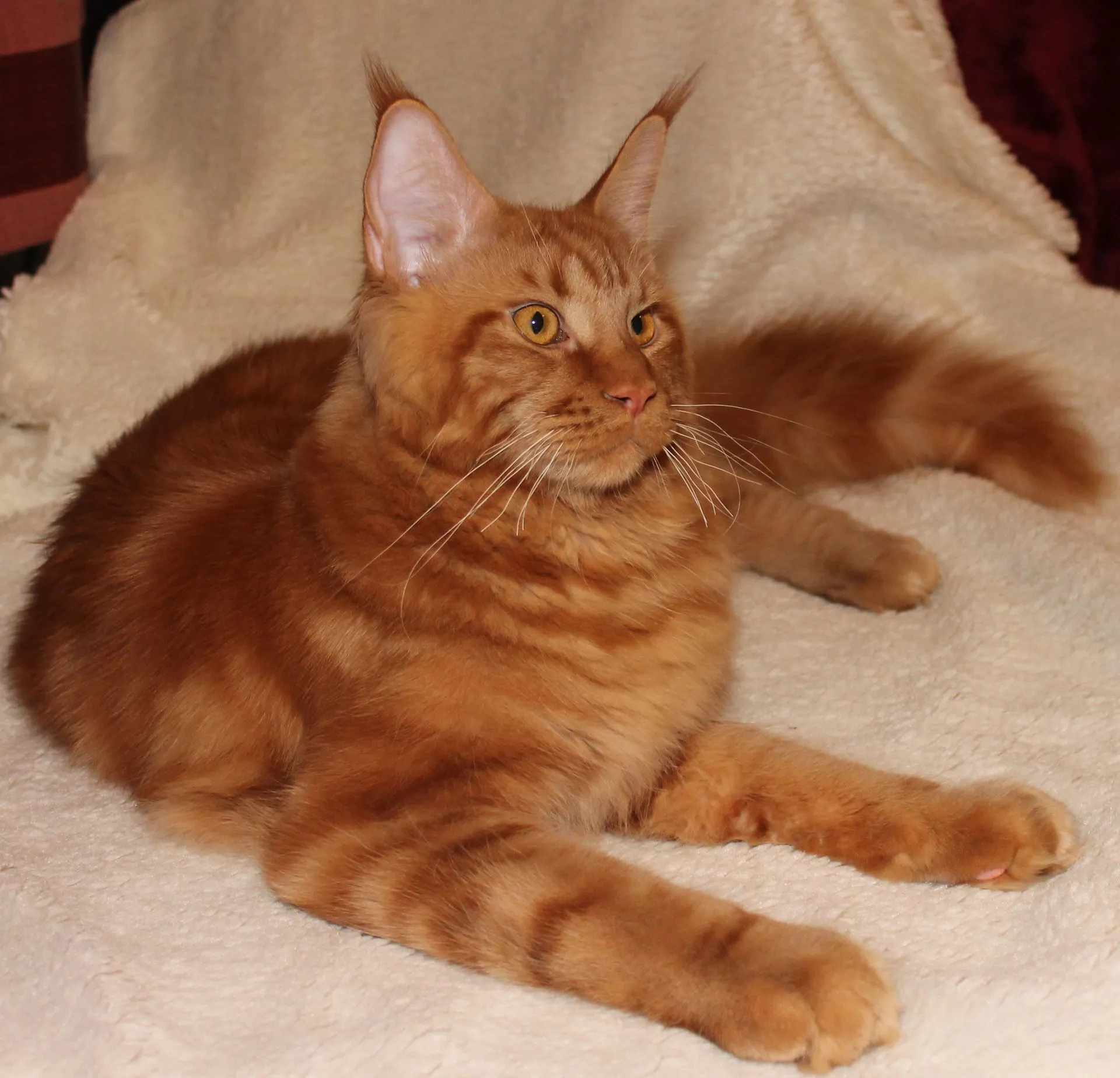 Maine Coon
