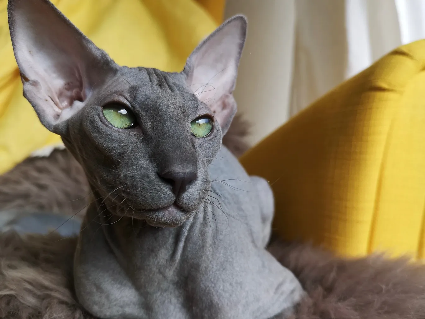 Peterbald